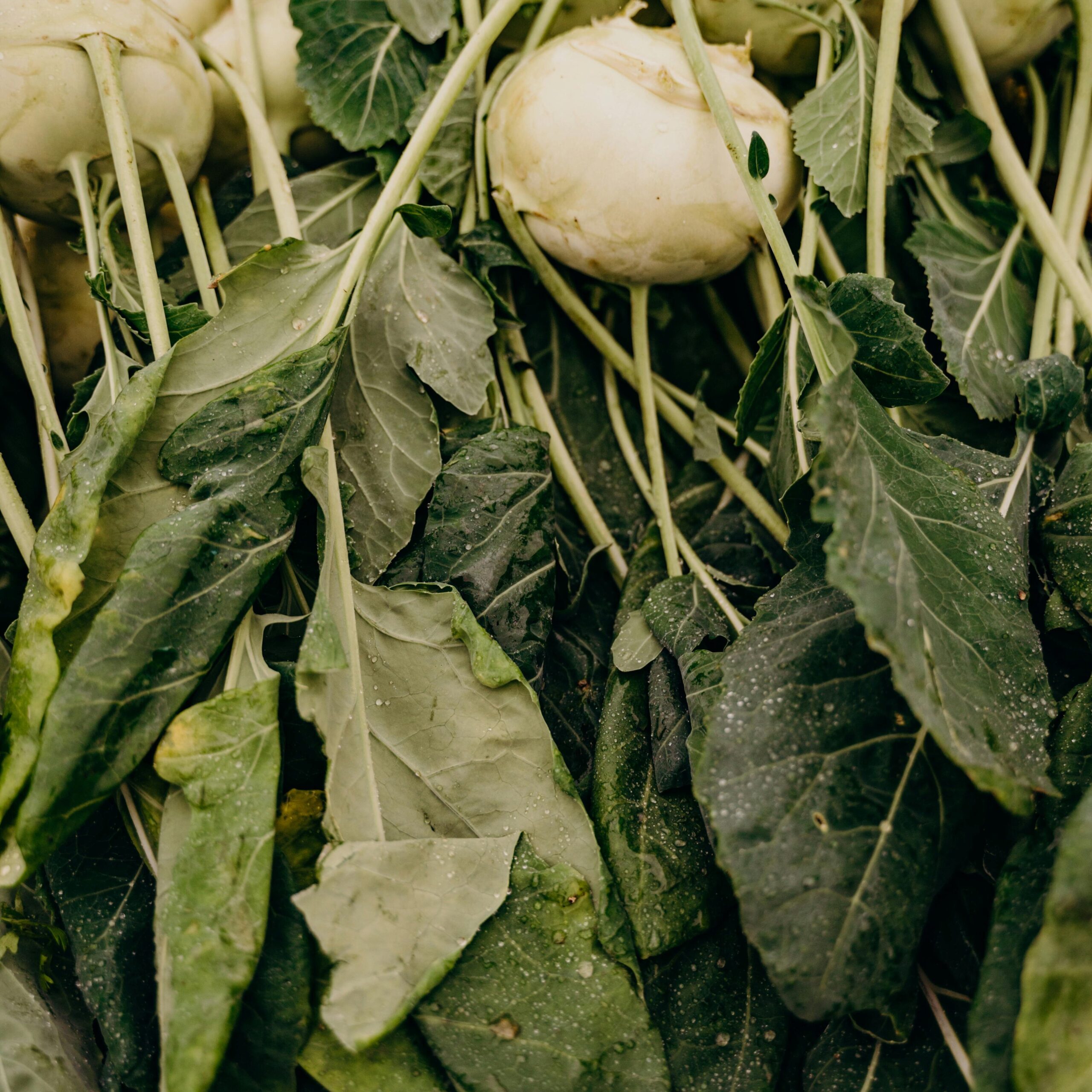 A vibrant display of freshly harvested turnips with lush green leaves, showcasing agricultural bounty.